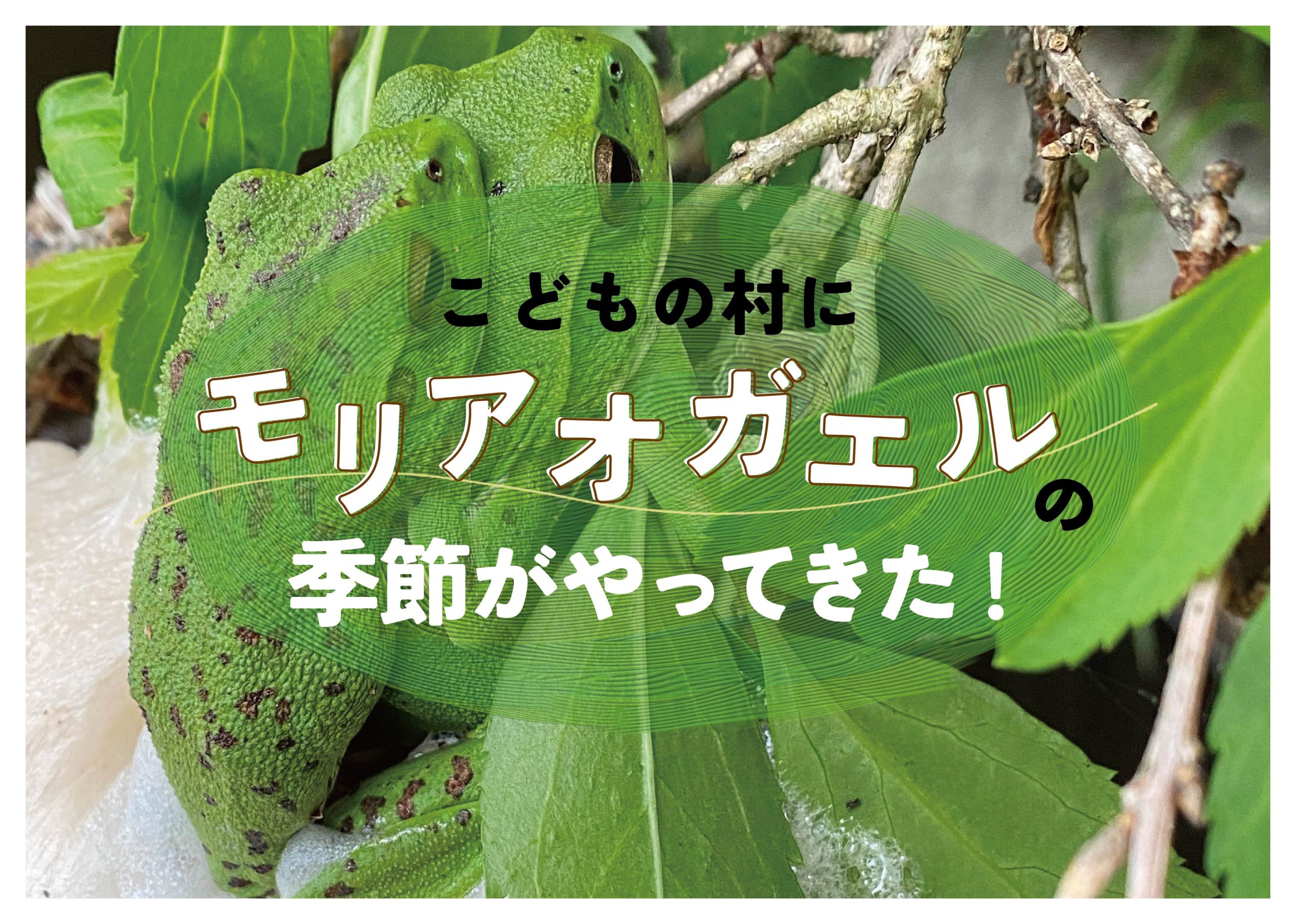 6-7月 モリアオガエルの季節がやってきた！ - りょうぜんこどもの村